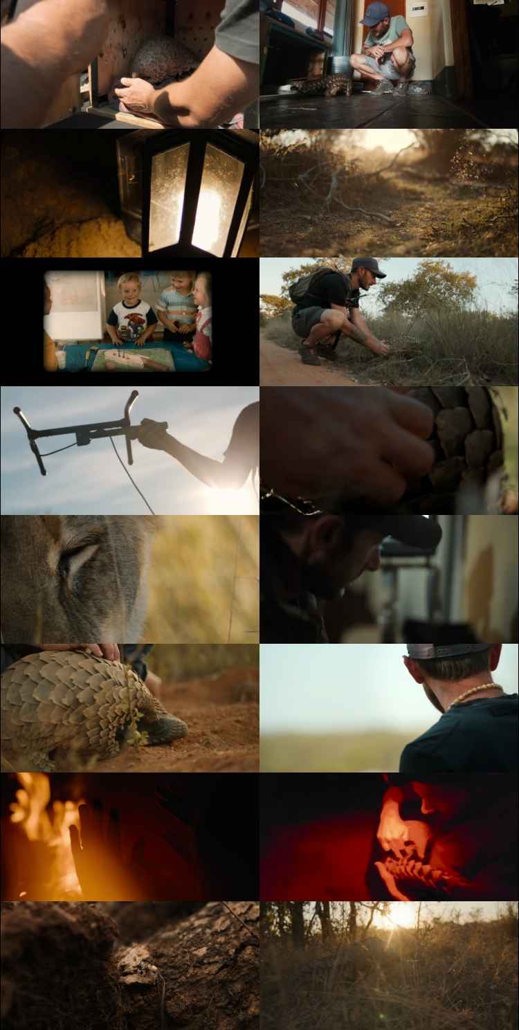 Pangolin Kulu's Journey 2025 Hindi ORG Dual Audio Movie DD2.0 1080p 720p 480p Web-DL ESubs x264 HEVC Pangolin Kulu's Journey 2025 Hindi ORG Dual Audio Movie DD2.0 1080p 720p 480p Web-DL ESubs x264 HEVC